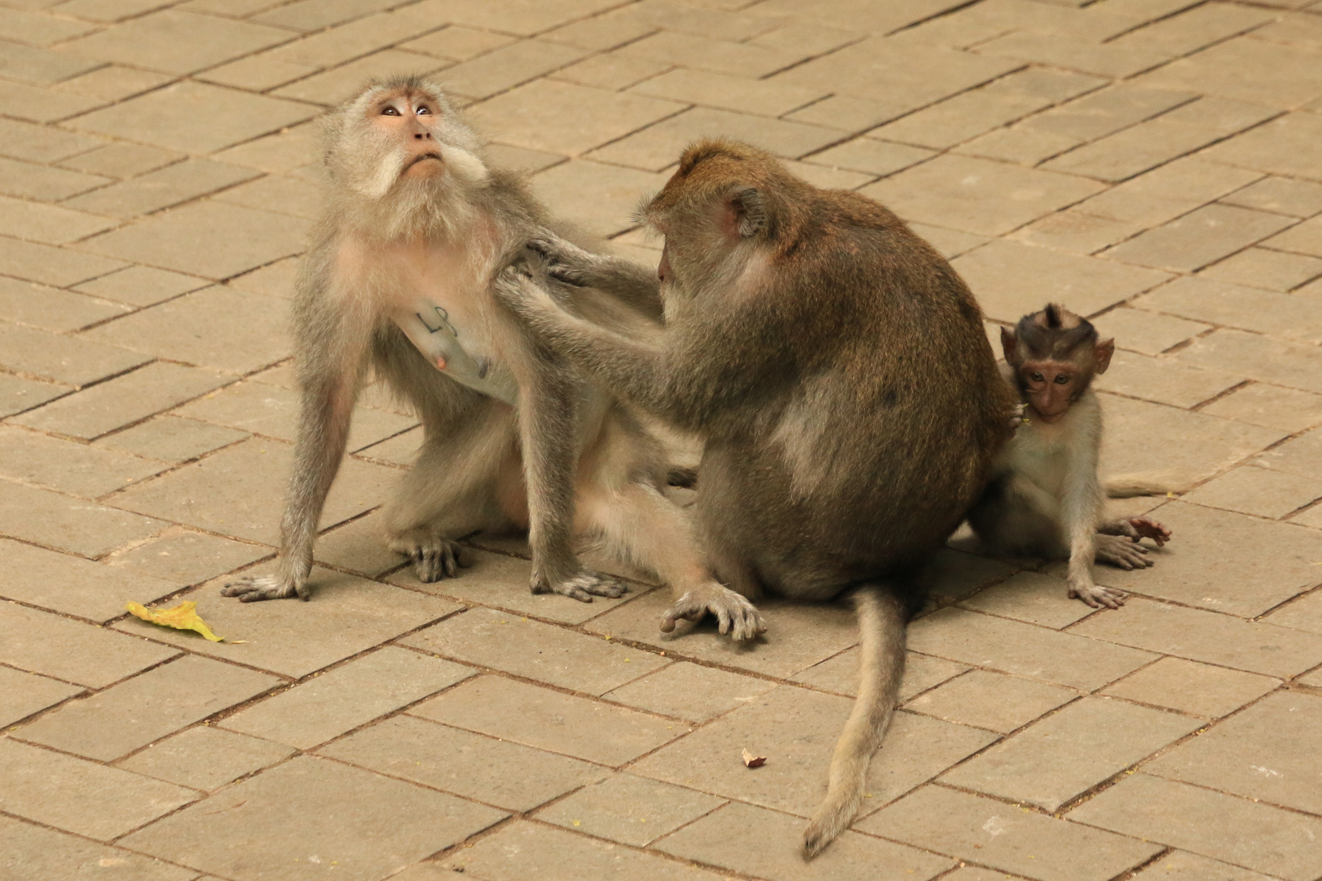 Ubud monkeys